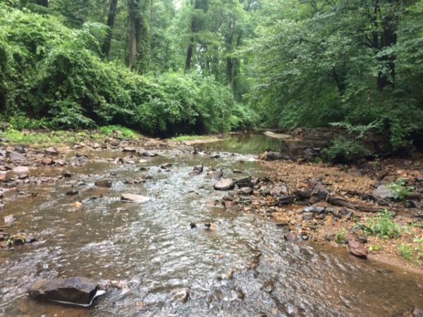 Moores Creek flowing freely after the dam removal.