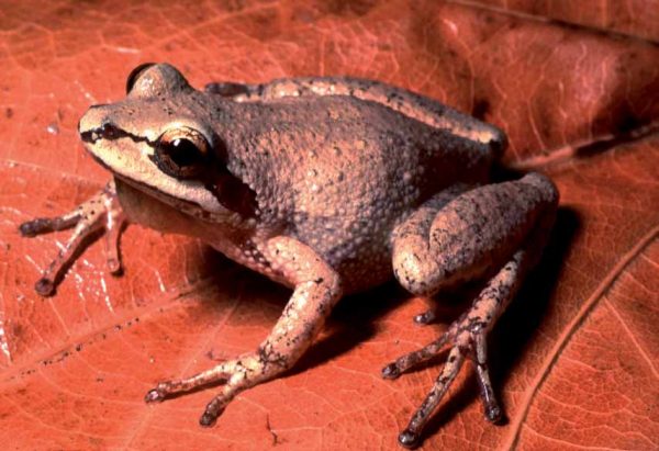 An image of Mountain Chorus Frog