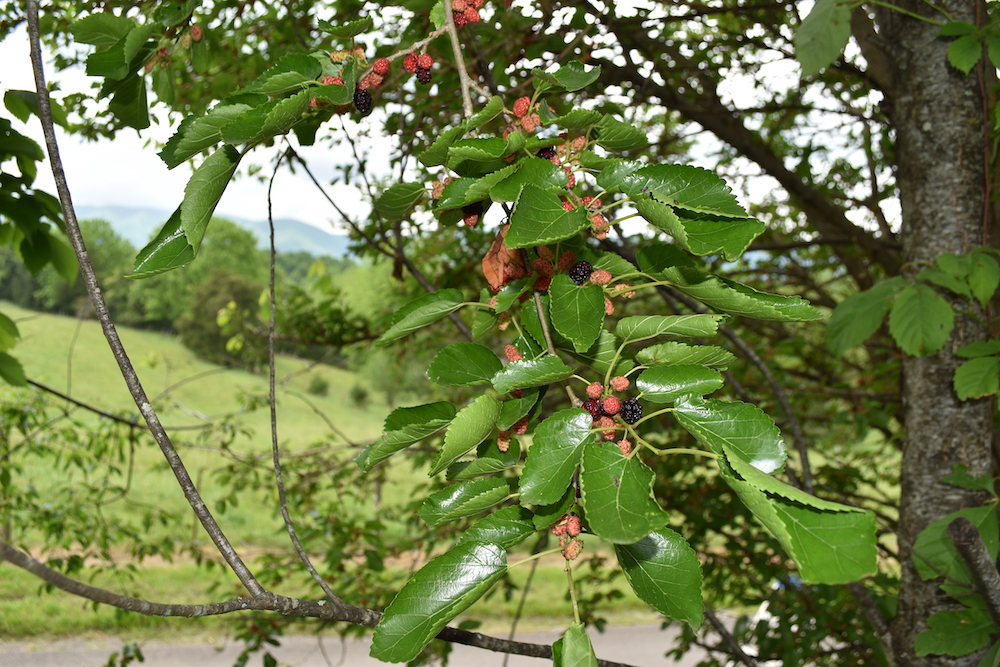 An image of a tree branch laden with red mulberries in various stages of maturity.