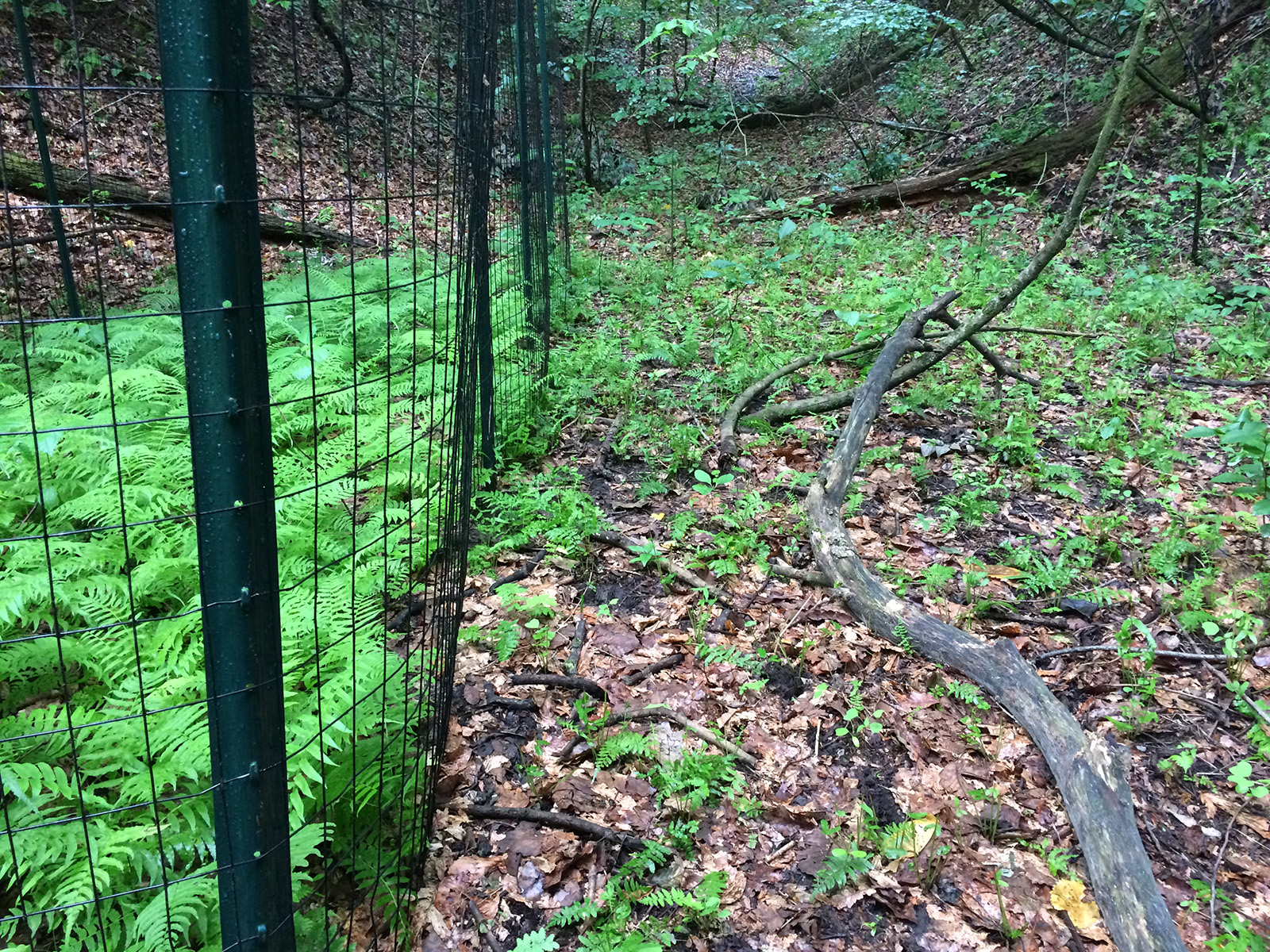 A photo of lush ferns on the left behind a fence, and ferns close to the ground on the right and the other side of the fence.