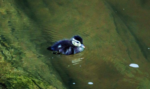 An image of a duckling in the water