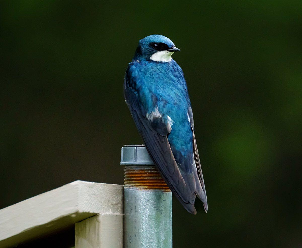 An image of a tree swallow on a fence