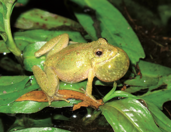 An image of Northern Cricket Frog