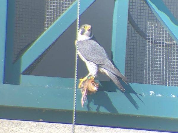 An image of a peregrine falcon male named "Red" holding a dead bird for delivery to the female as part of the courting rituals.