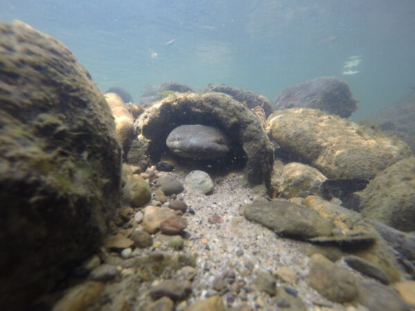 The face of a hellbender looks at the camera as he guards his nestbox entrance.