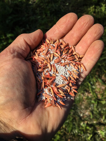An image of a handful of clover and oat seeds