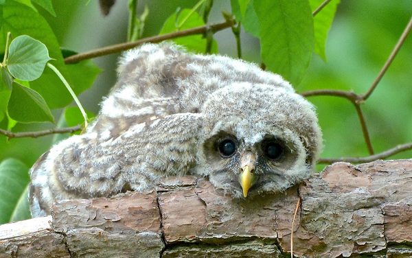 A photo of a young barred owl chick on a branch of a pine