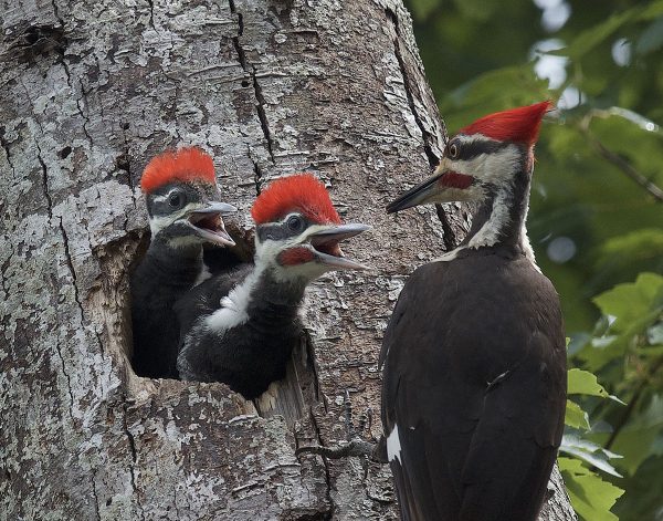 An image of a piliated woodpecker and two chicks on a tree; the chicks are within a tree cavity. the piliated woodpecker has black plumage with a white stripe going from it's wing to it's beak along it's face and a distinctive bright red mohawk.