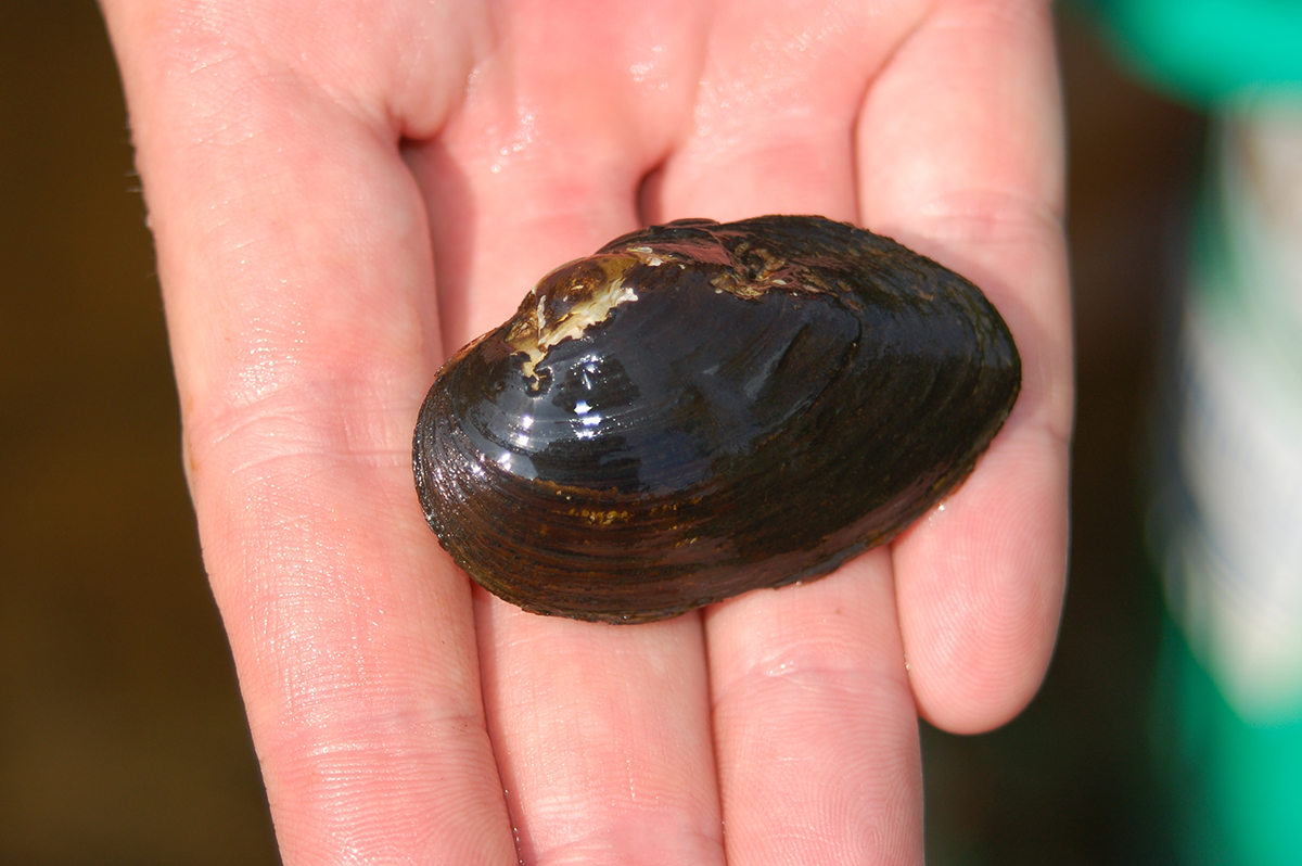 An image of a decent sized notched rainbow mussel which was found in the James River Watershed