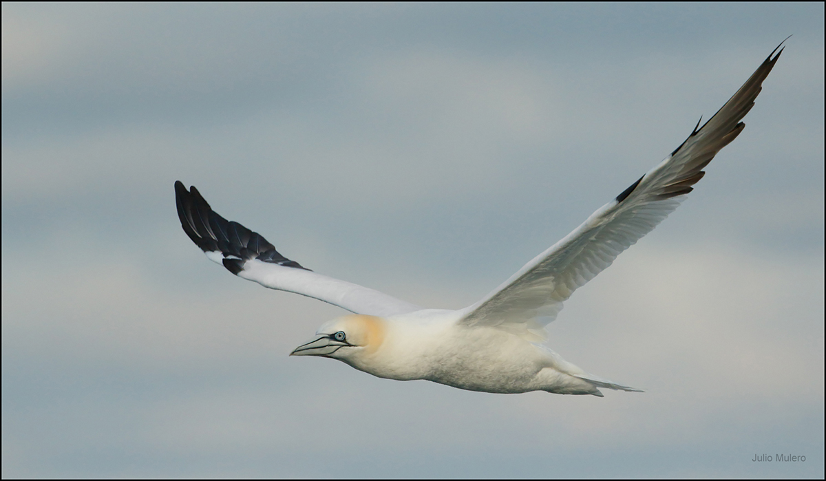 An image of a large northern gannet