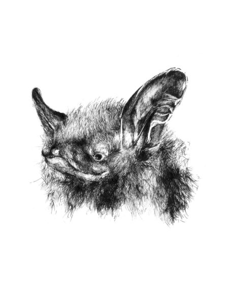 An image of Northern Long eared bat