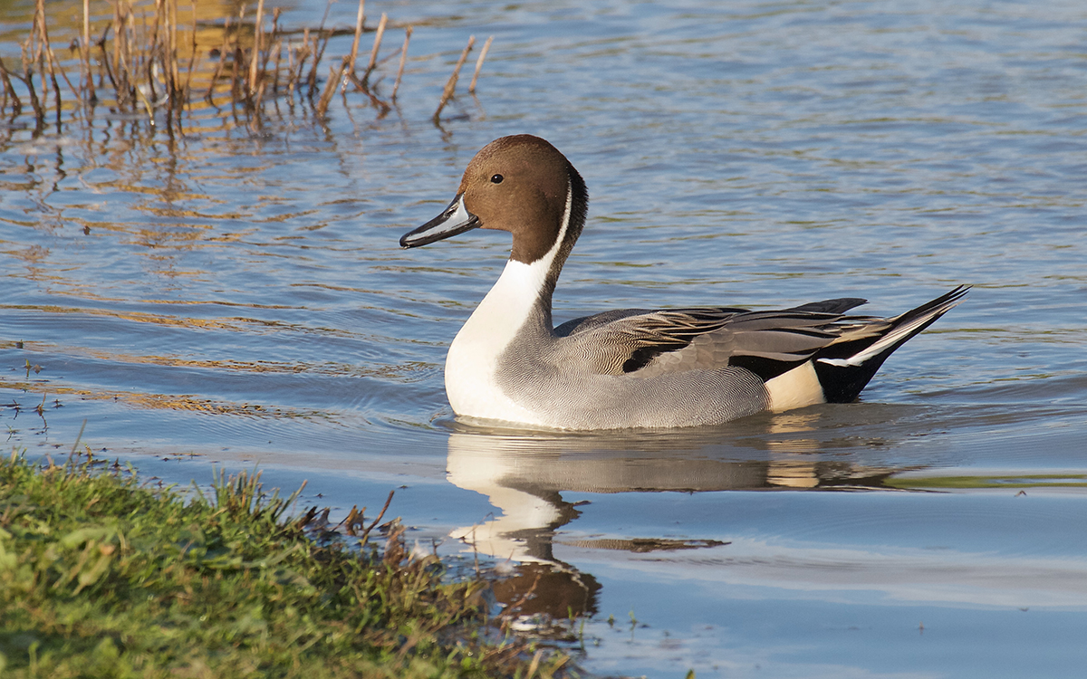 An image of northern pintail