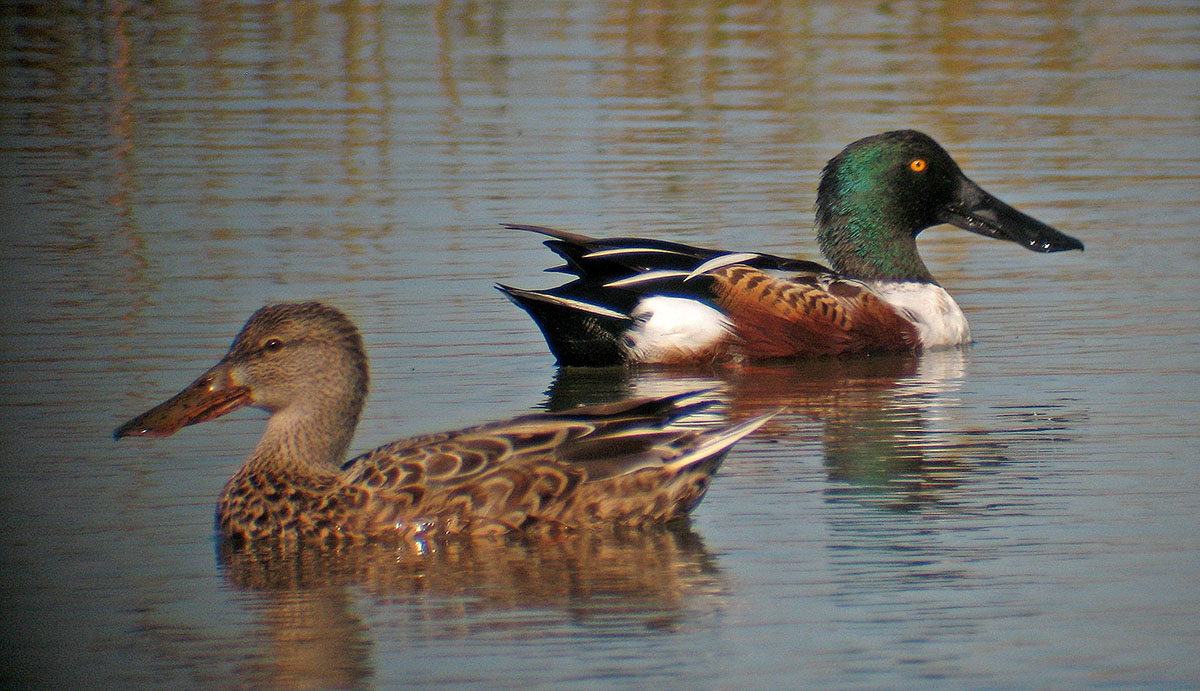 An image of a dabbling duck; the female is brown and the male is white with a black tail, brown wings and a green head; they can be distinguished from mallards with their distinctive spoon shaped bill
