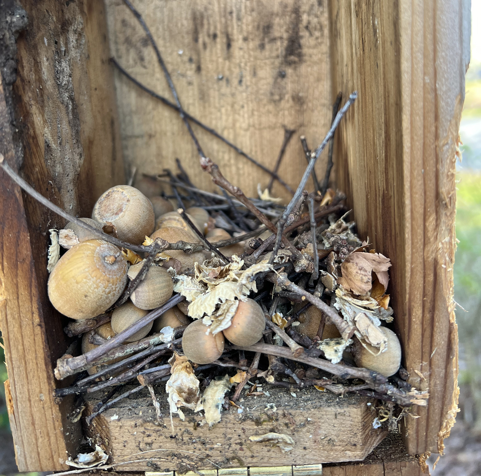 A photo of a nest of sticks and acorns piled up in a wooden nesting box.