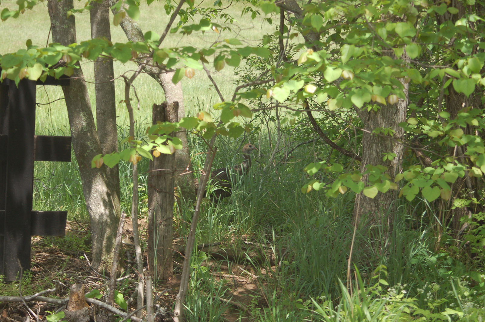 A photo of a barely visible turkey hen hidden among tall grasses and shrubs.