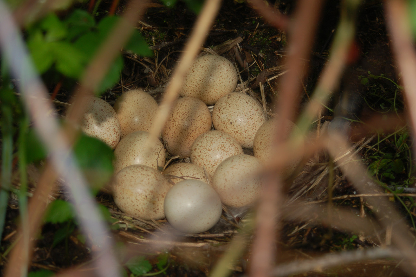 A close-up photo of 12 large eggs in a nest amongst tall grass.