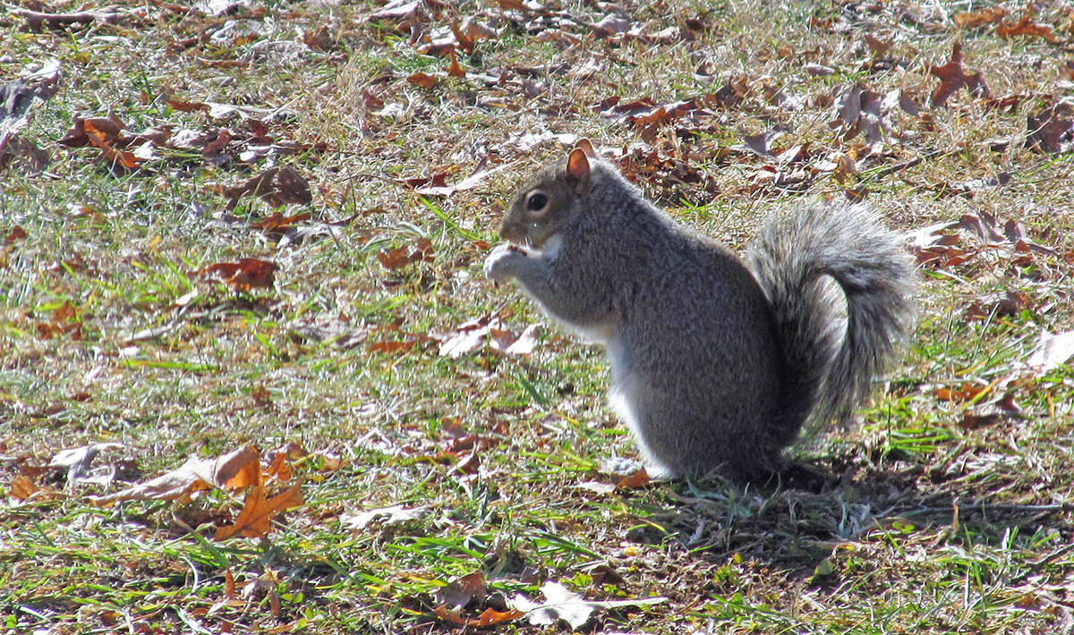 An image of a grey squirrel eating a acorn on the ground