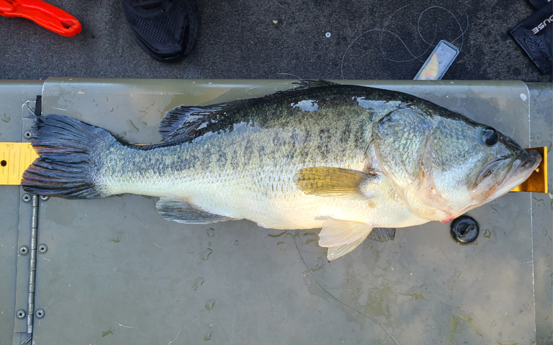Top Virginia Waters for Trophy Largemouth Bass in 2025