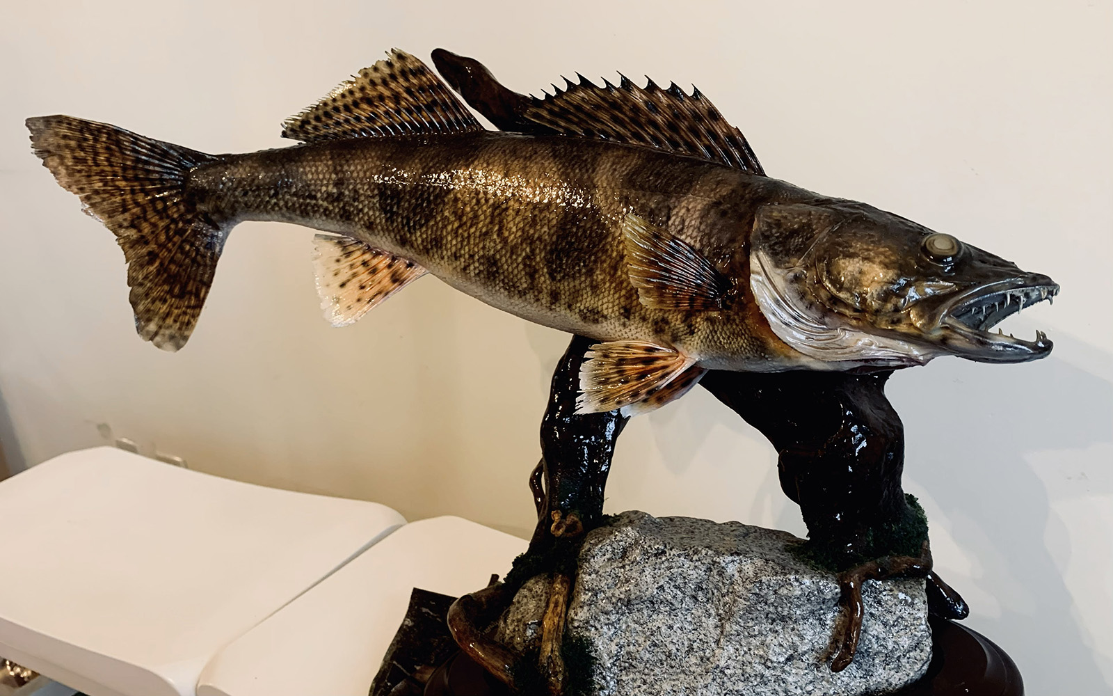 A photo of a taxidermied sauger fish.