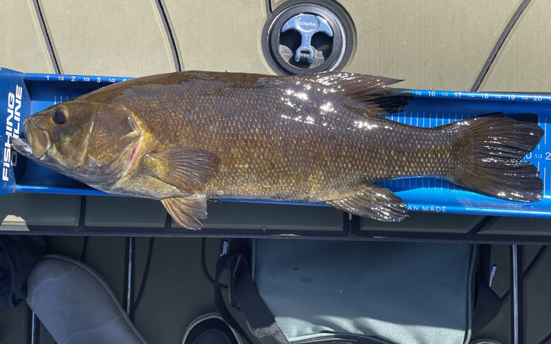 Top Virginia Waters for Trophy Smallmouth Bass in 2025