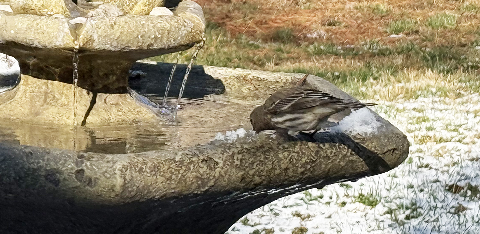 A photo of a bird perched on the edge of a bird bath with circulating water, leaning over to drink.