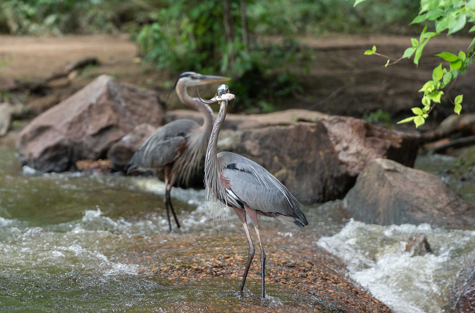 A photo of two great blue herons standing on the sand of a river bank, one with a large fish in its beak.