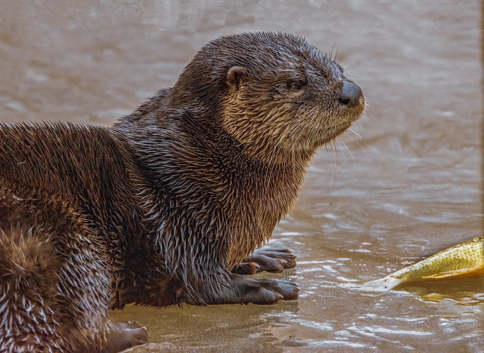 A photo of a river otter lying on an ice-covered river with a fish on the ice in front of it.