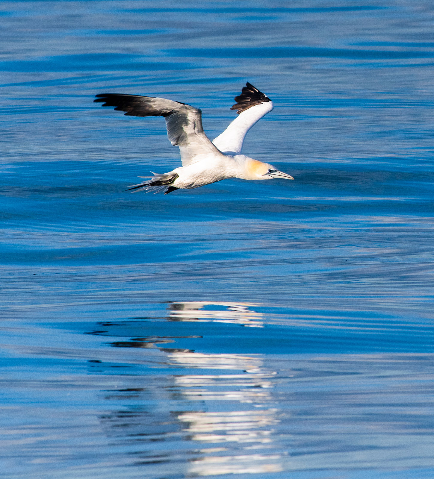 A photo of a northern gannet seabird, white with a yellow tinge on its neck and black wings, in full flight over bright blue water.