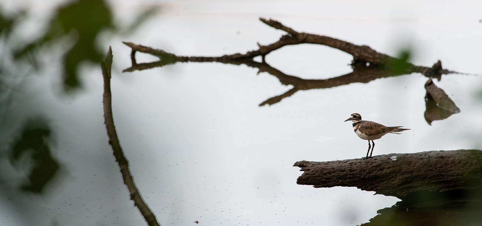 A small killdeer bird perched on a log that's sticking out into the water.