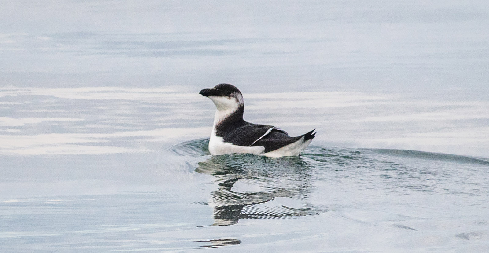 A photo of a razorbill seabird floating on open water.
