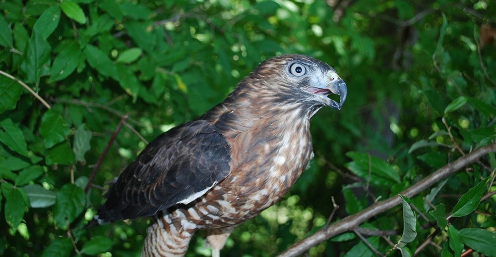A picture of a broad winged hawk which is one of the many species the non-game program supports