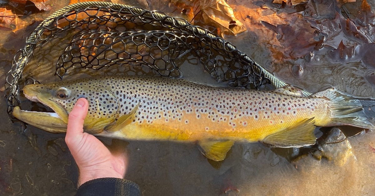 Winter Trout Fishing the South Fork of the Holston River