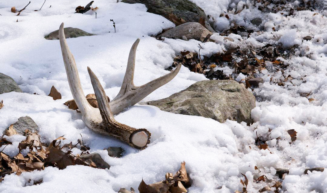 An image of a deer antler laying upon the snowy ground