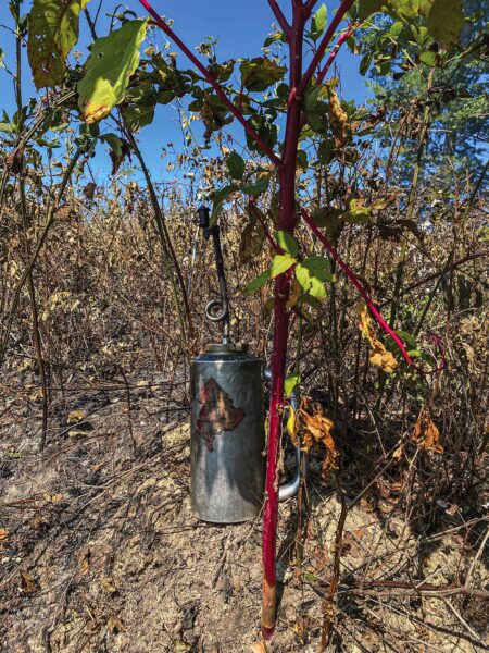 A photo of a pokeweed plant with a metal fire torch behind it.