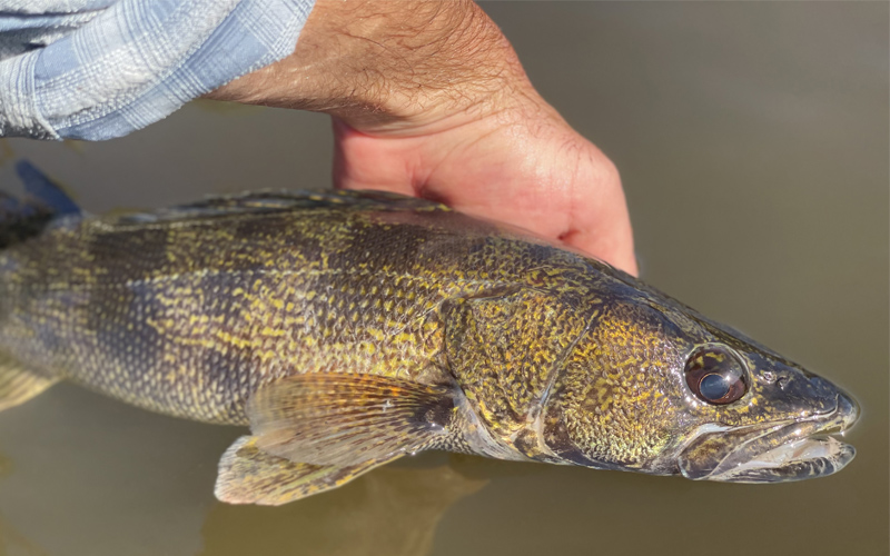Chasing a Toothy Critter: Saugeye Are a Great Species to Target!