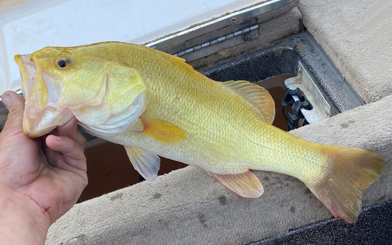 Angler Catches Unique Golden Largemouth Bass Virginia Dwr