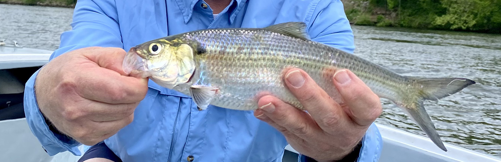 A photo of a man's hands holding a hickory shad.