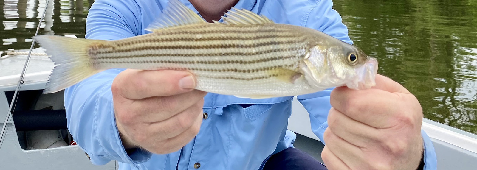 A photo of a man's hands holding a small striped bass.