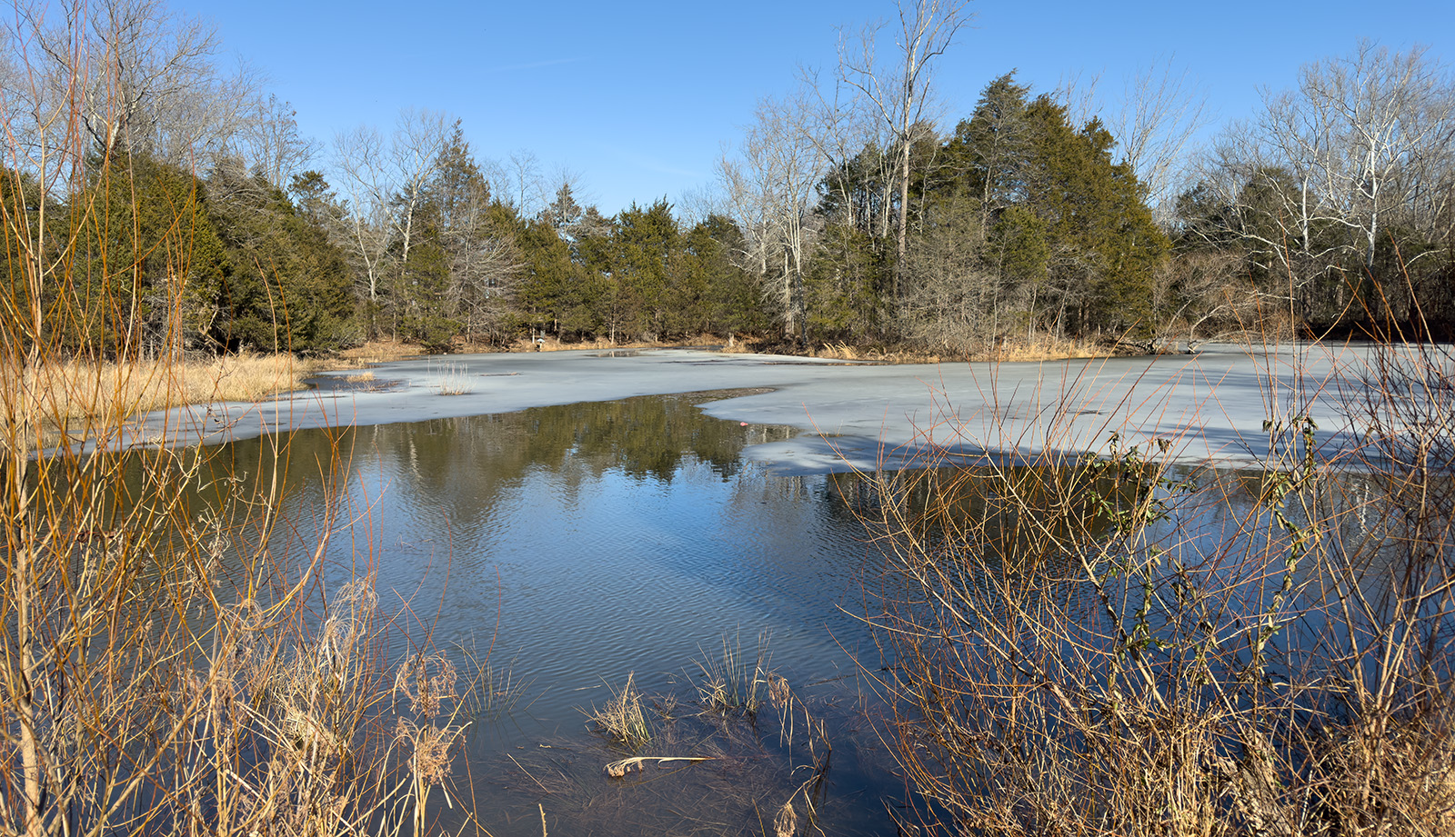 A photo of a small pond lined with evergreen trees.