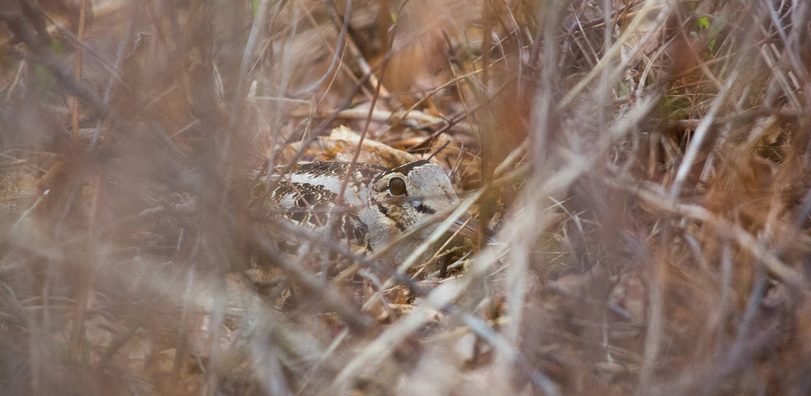 A photo of the eye of a small gray and brown bird huddled down in tall, brown grass.