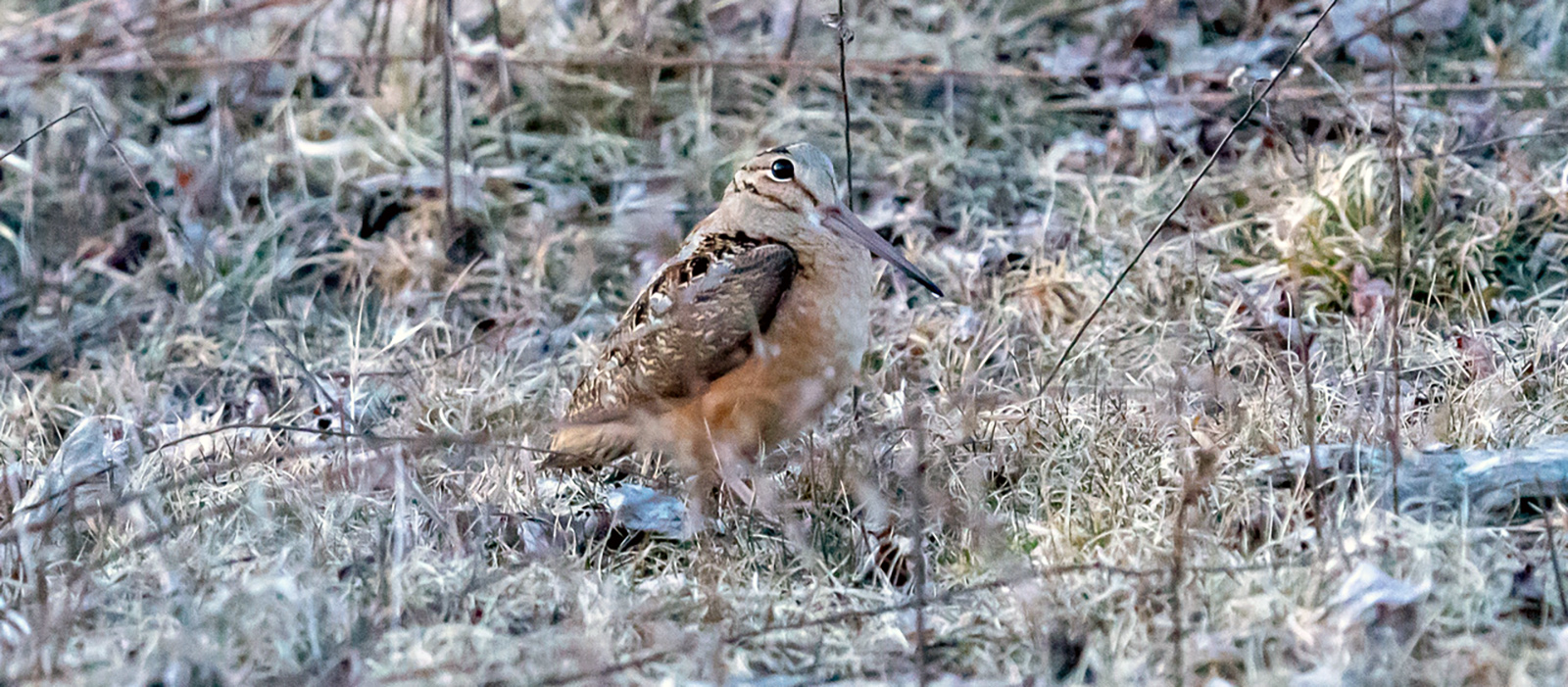 A photo of a small, brown-and-white bird with a long, narrow beak and short legs.