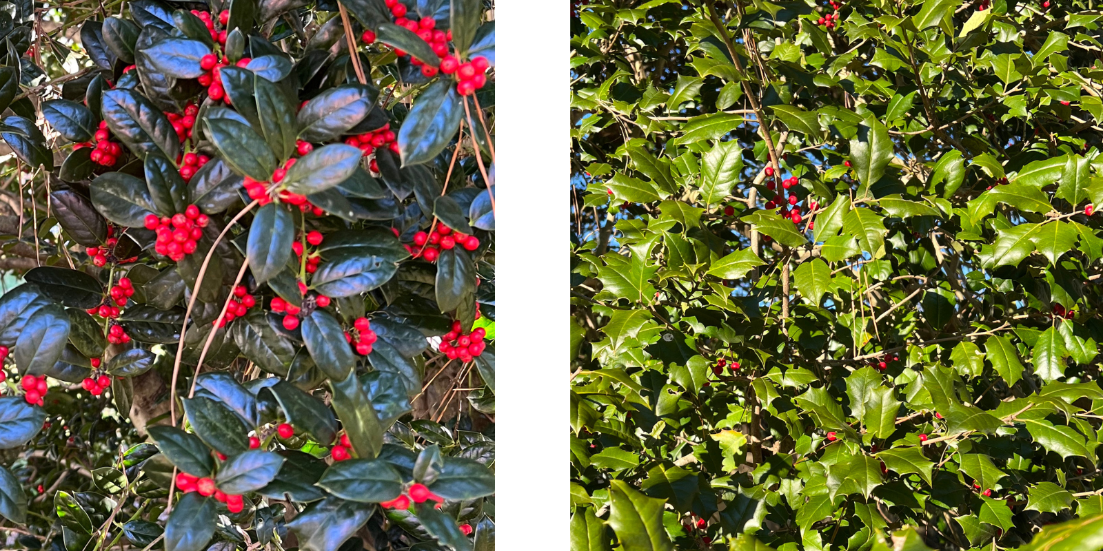 Two photos of holly, with Chinese holly (dark green, waxy leaves with one spike) on the left and American holly (lighter green leaves with multiple spikes) on the right.