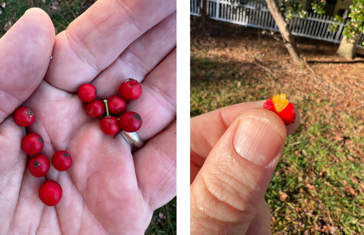 Two images, to the left a hand holding 11 red holly berries and to the right, a smushed holly berry held between a finger and thumb.
