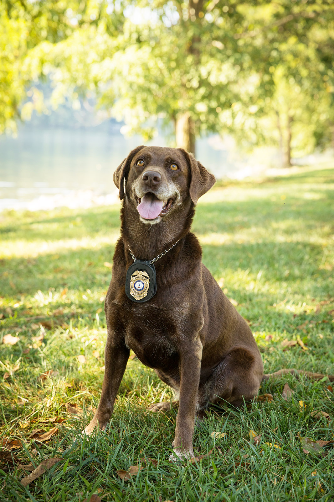 A photo of a brown Labrador Retriever dog sitting proudly, with a law enforcement badge on her collar.