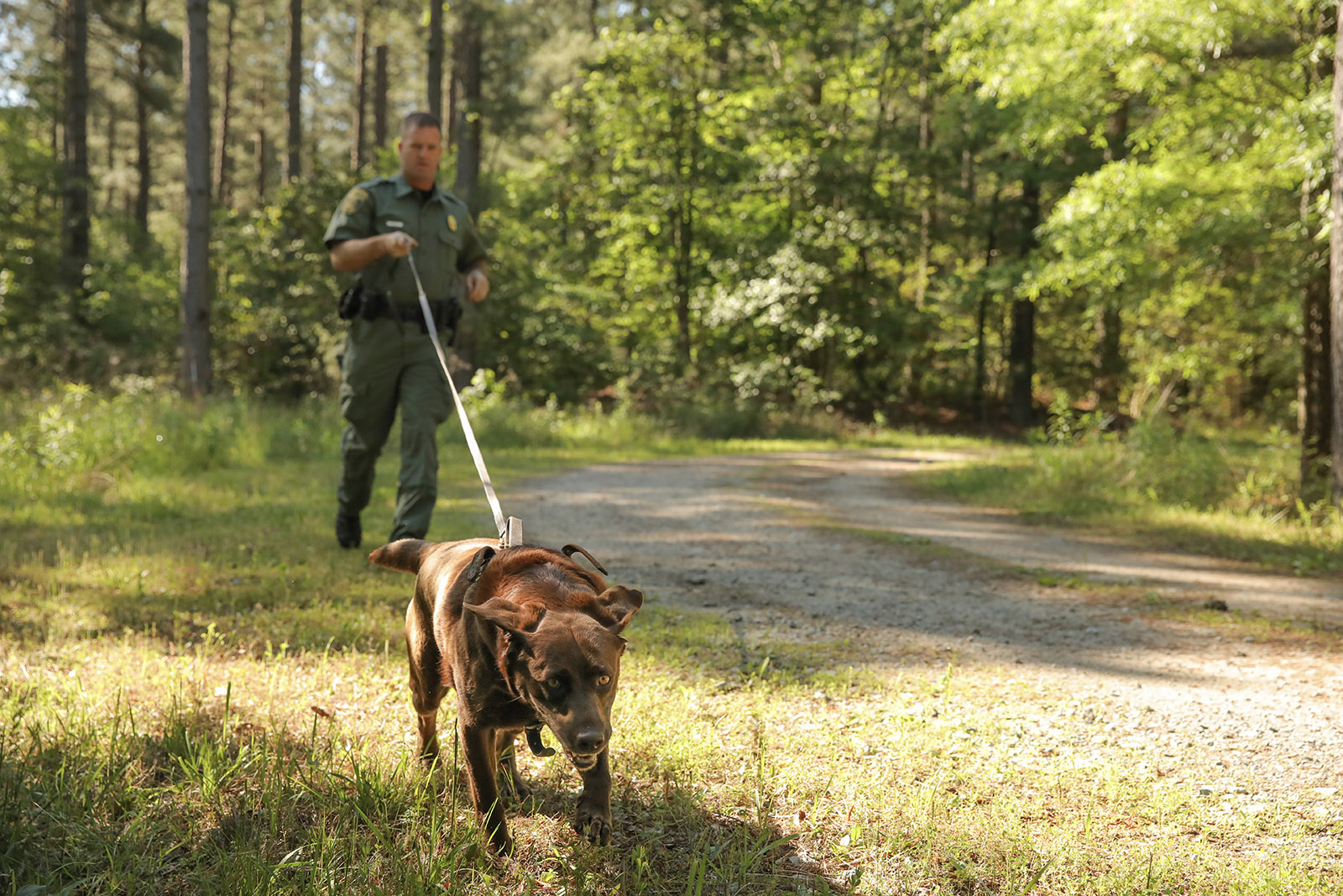 A photo of a brown Labrador Retriever dog running in a harness with a long leash, with a Conservation Police Officer holding the leash. 