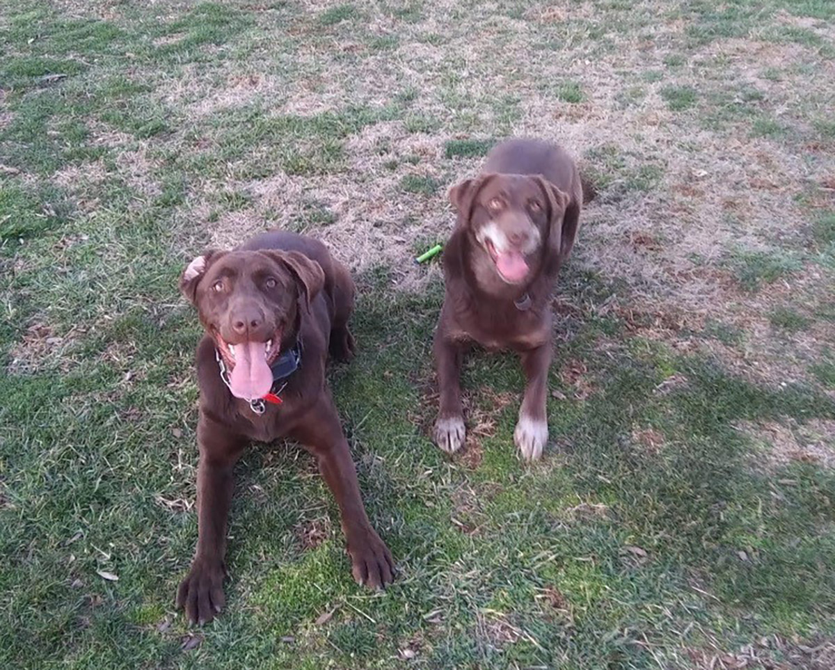 Two brown Labrador Retriever dogs lying next to each other with happy looks on their faces.