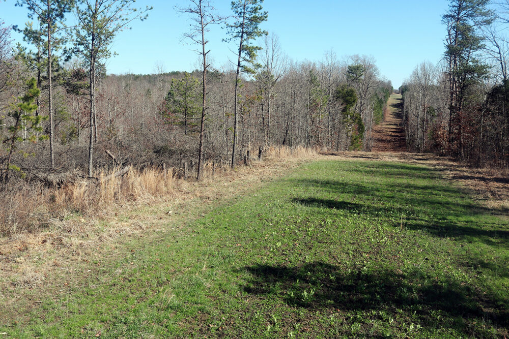An image of a gas line opening cut through a large swath of forest