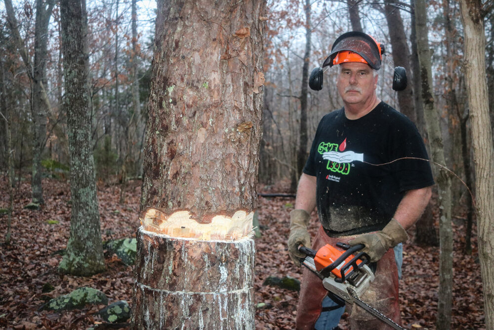 An image of a man using a chainsaw to chop down a tree