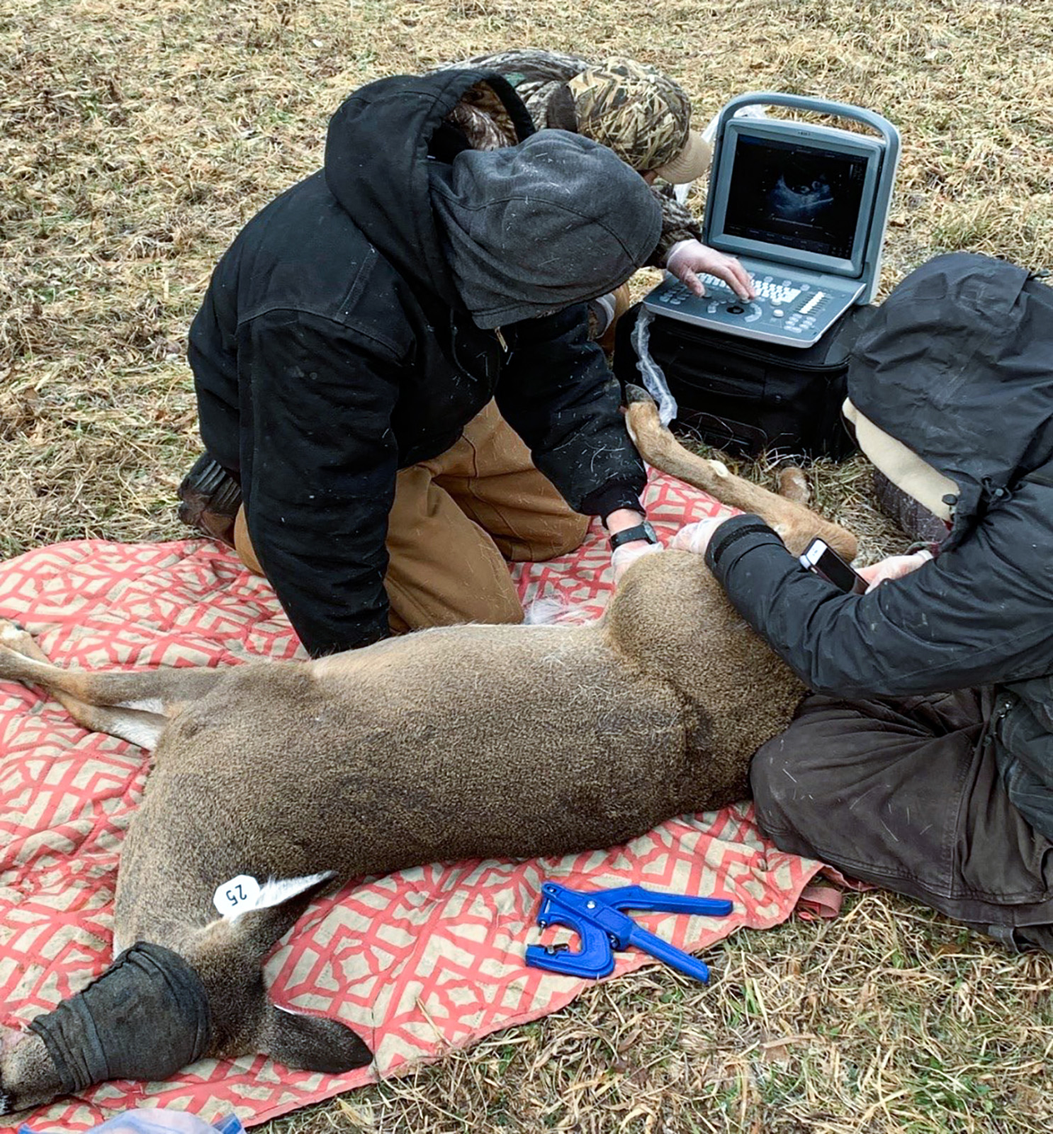 A blindfolded and sedated deer lies on ground as three people hold her and look at an ultrasound machine.