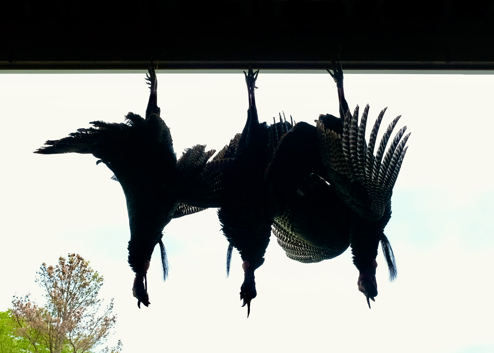 A silhouetted image of three wild turkeys hanging in a doorway.